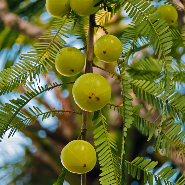 amla