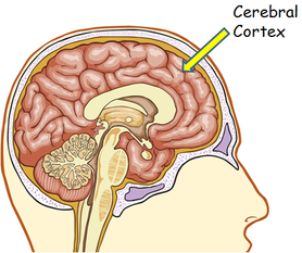 cerebral