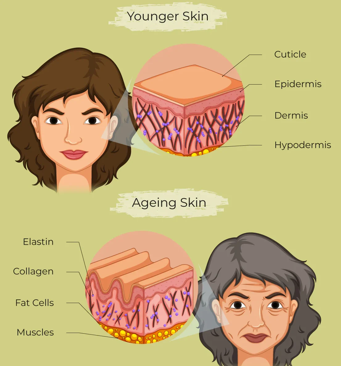collagen