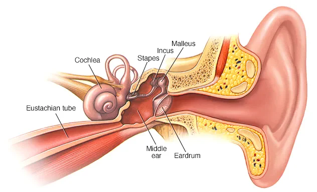 middle ear