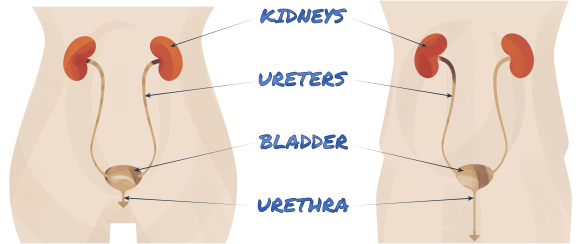 uti_anatomy