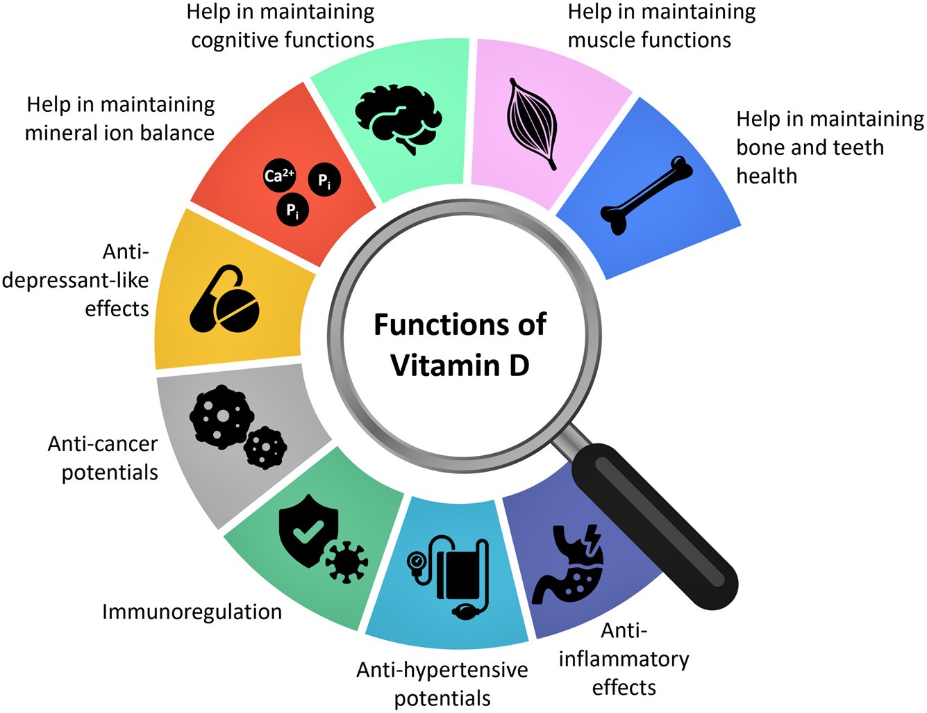 functions of vitamin d