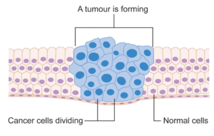 Anti-Cancer Property