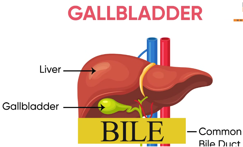  Bile juice,