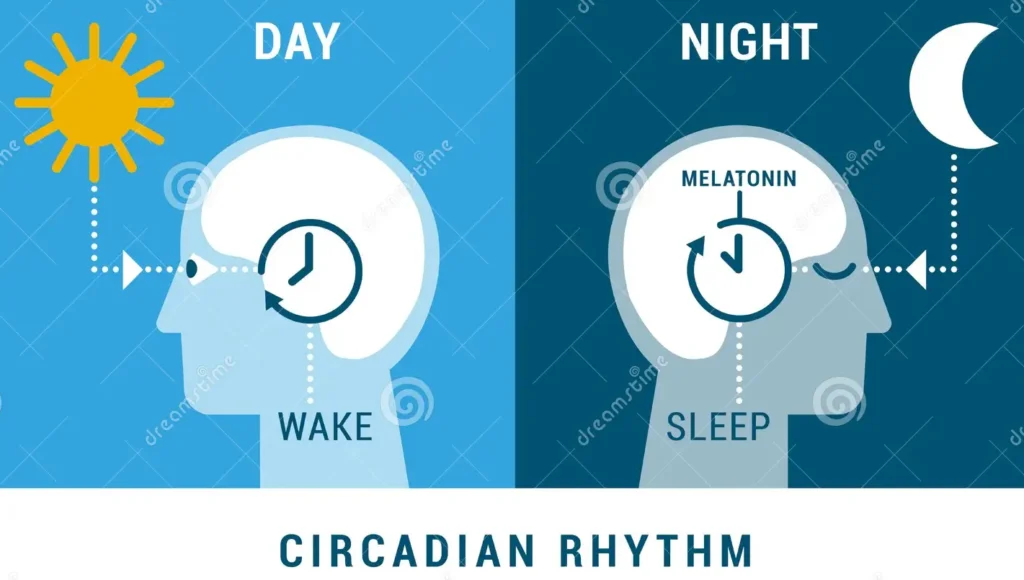 Circadian rhythms means, day night cycle.