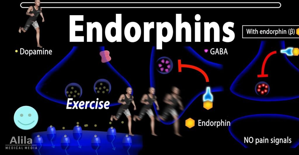 Endorphins