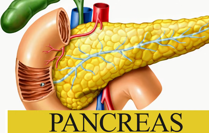 Pancreatic enzymes,