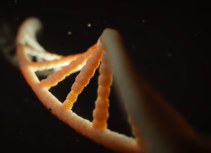 RNA and DNA