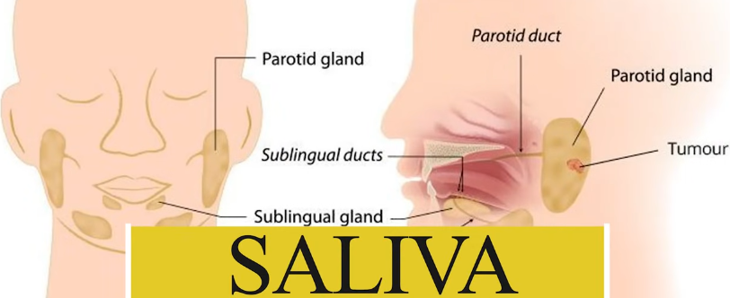  Saliva