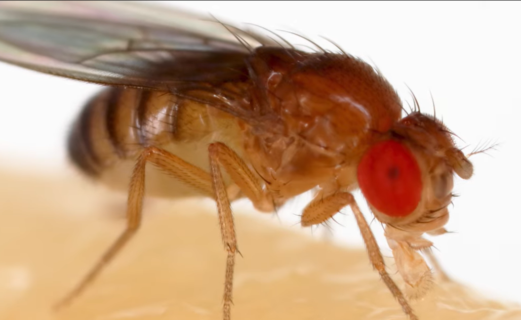 fruit fly delayed,