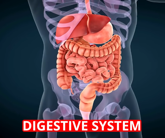 digestive system