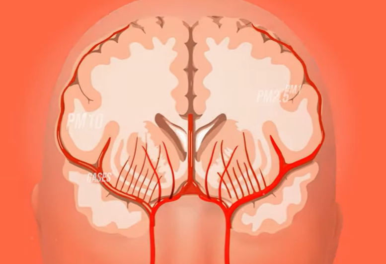 go to the brain.