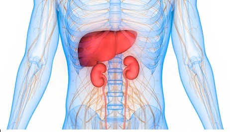 kidnet and liver