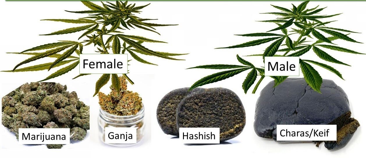 Bhang, Ganja, Chars, Hash, Hasheesh. 