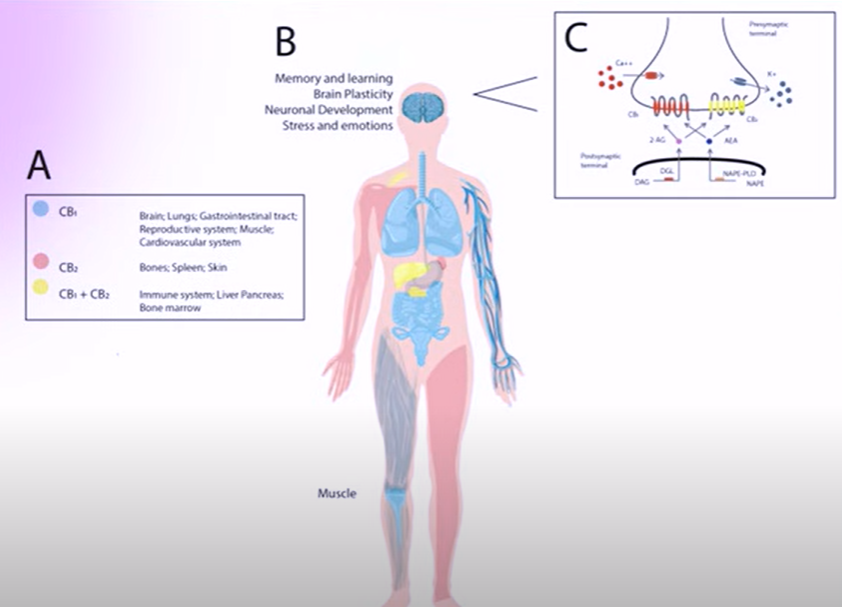 withdrawal occur in the body