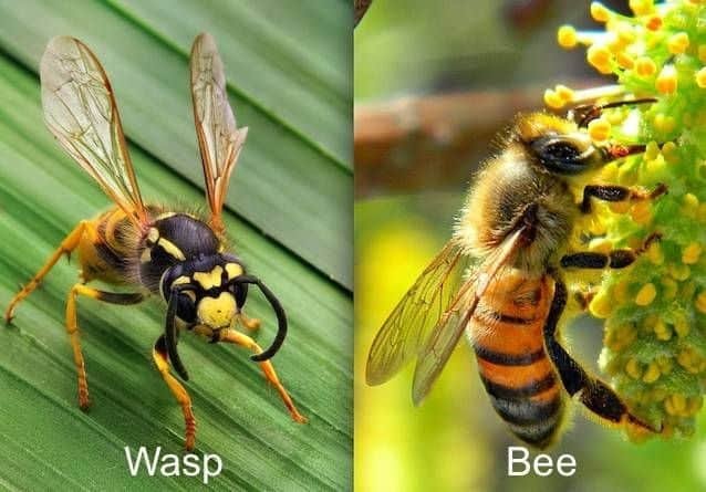 Bee and Wasp